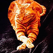 Cherlock participe au concours pour gagner de l'argent avec cette photo : cat, orange_tabby, animal, pet, feline, relaxed, crossed_paws, striped, fur, resting, cozy, portrait_style, dark_background, texture, whiskers, ears, tail, sleepy, cute, indoor