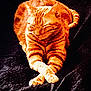 cat, orange_tabby, animal, pet, feline, relaxed, crossed_paws, striped, fur, resting, cozy, portrait_style, dark_background, texture, whiskers, ears, tail, sleepy, cute, indoor
