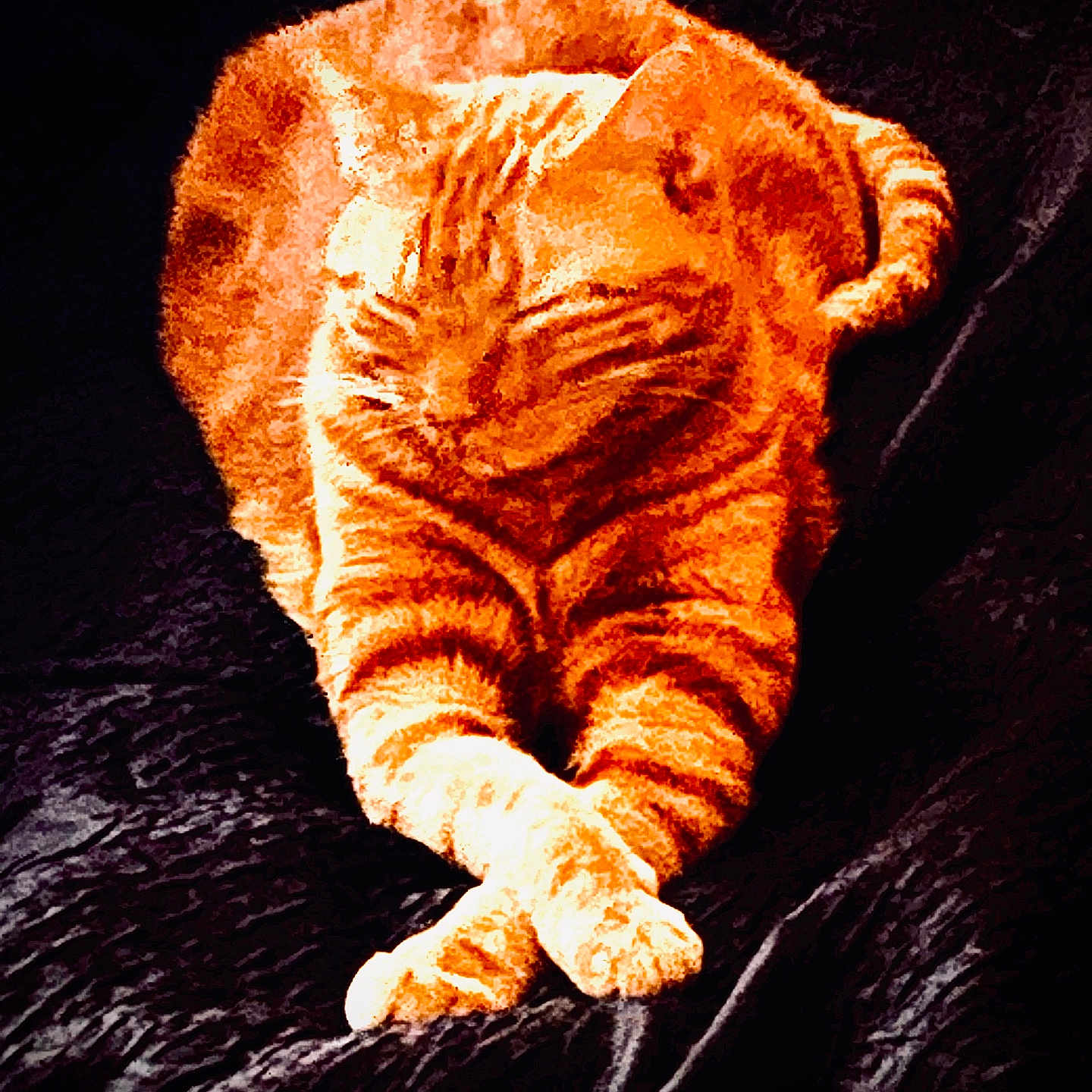 Cherlock participe au concours pour gagner de l'argent avec cette photo : animal, cat, cozy, crossed_paws, cute, dark_background, ears, feline, fur, indoor, orange_tabby, pet, portrait_style, relaxed, resting, sleepy, striped, tail, texture, whiskers