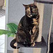 Tinky participe au concours pour gagner de l'argent avec cette photo : animal, calm, cat, cat_tree, curious, domestic_cat, feline, fur, gray_wall, houseplant, indoor, leaf, pet, plant, portrait, rope, scratching_post, sitting, tortoiseshell_cat, wood_floor