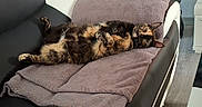 Tinky participe au concours pour gagner de l'argent avec cette photo : animal, blanket, canine, cat, chaise, couch, cushion, dog, dogbed, furniture, homedecor, indoors, interiordesign, kitten, person, pet, pillow, sleeping