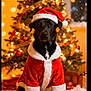 black_dog, canine, celebration, christmas_hat, christmas_tree, costume, cozy, decorations, dog, festive, holiday_lights, indoors, pet, portrait, red_and_white, santa_costume, seasonal, snow_effect, tree_ornaments, winter