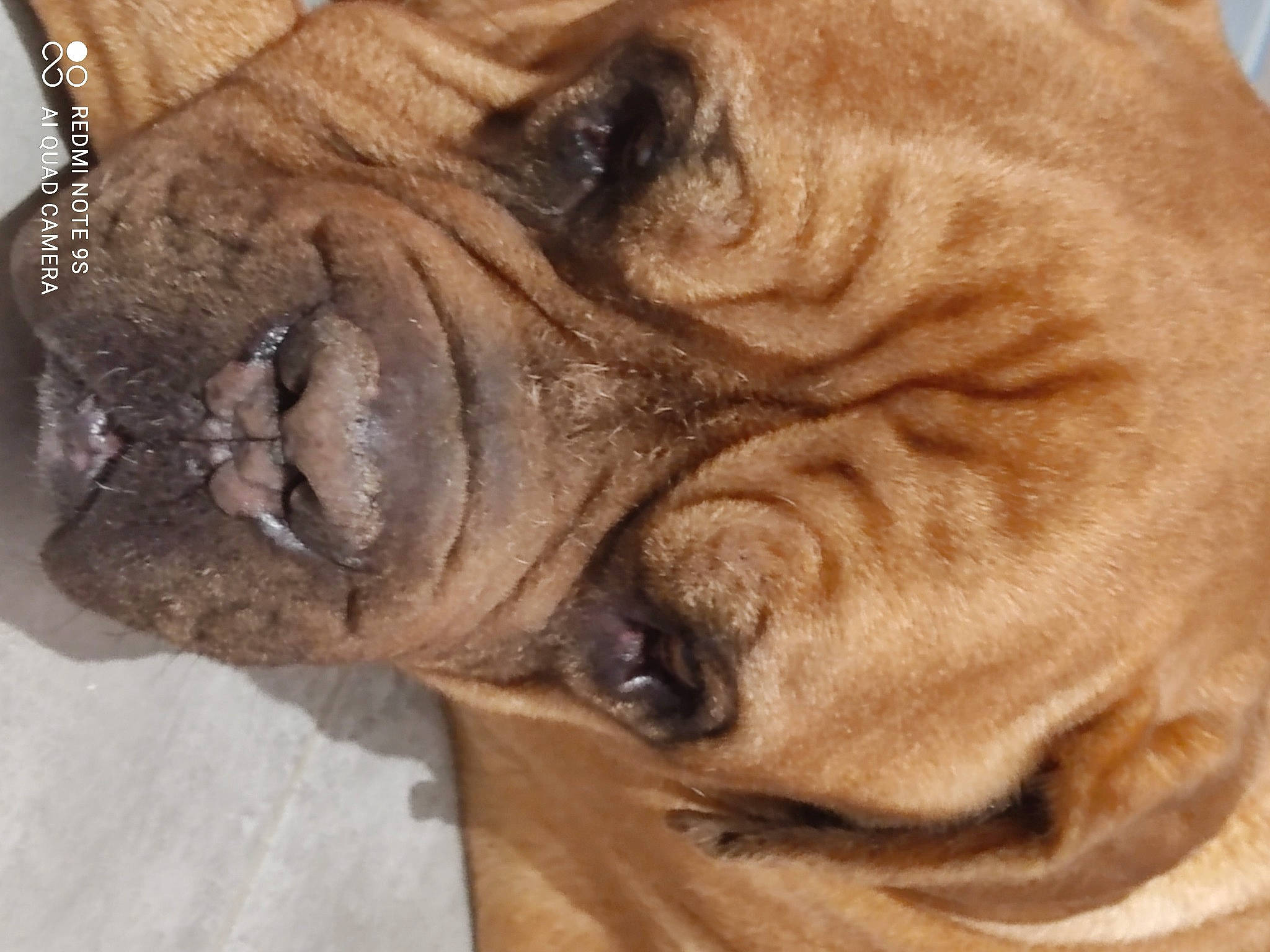 Indiana a rejoint le concours — aidez-le/la à gagner de superbes lots ! canidae, carnivore, comfort, companion_dog, dog, dog_breed, ear, fawn, felidae, jaw, liver, ori_pei, paw, snout, sporting_group, terrestrial_animal, whiskers, wood, working_animal, wrinkle