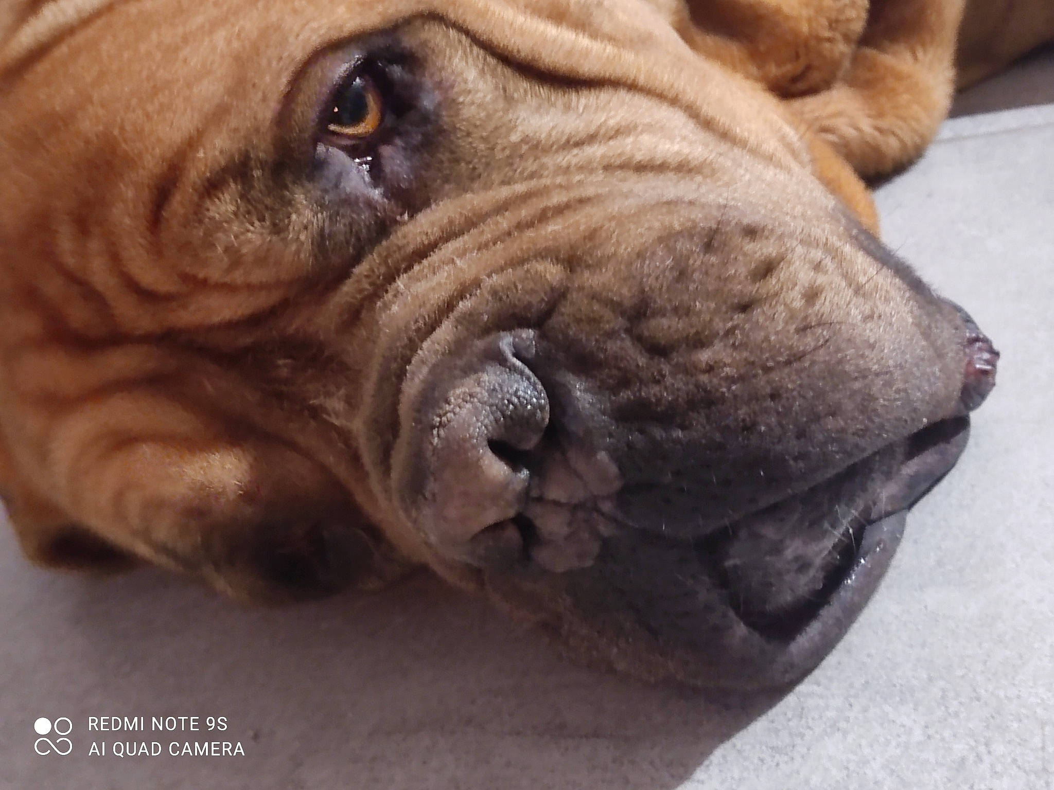 Indiana a rejoint le concours — aidez-le/la à gagner de superbes lots ! ancient_dog_breeds, biting, canidae, carnivore, companion_dog, dog, dog_breed, fawn, liver, molosser, non_sporting_group, ori_pei, snout, sporting_group, terrestrial_animal, whiskers, wood, working_animal, working_dog, wrinkle