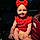 Briar