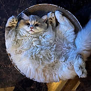 Max joined the competition — help win amazing prizes! cat, fluffy, white_cat, pet, relaxed, cardboard_scratch_pad, indoor, feline, cute, paw, fur, animal, resting, round, cozy, home, whiskers, playful, looking_up, soft