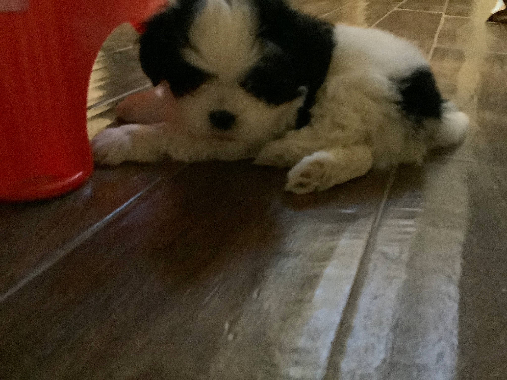 Whiskey joined the competition — help win amazing prizes! carnivore, companion_dog, dog, dog_breed, fawn, floor, flooring, fur, hardwood, laminate_flooring, snout, sporting_group, terrestrial_animal, toy_dog, varnish, whiskers, wood, wood_flooring, wood_stain, working_animal