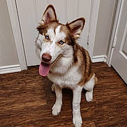 Nirvana joined the competition — help win amazing prizes! dog, husky, siberian_husky, blue_eyes, tongue_out, fur, pet, indoor, wooden_floor, door, white_wall, collar, paws, ears, sitting, portrait, happy, canine, domestic_animal, floorboard