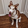 dog, husky, siberian_husky, blue_eyes, tongue_out, fur, pet, indoor, wooden_floor, door, white_wall, collar, paws, ears, sitting, portrait, happy, canine, domestic_animal, floorboard