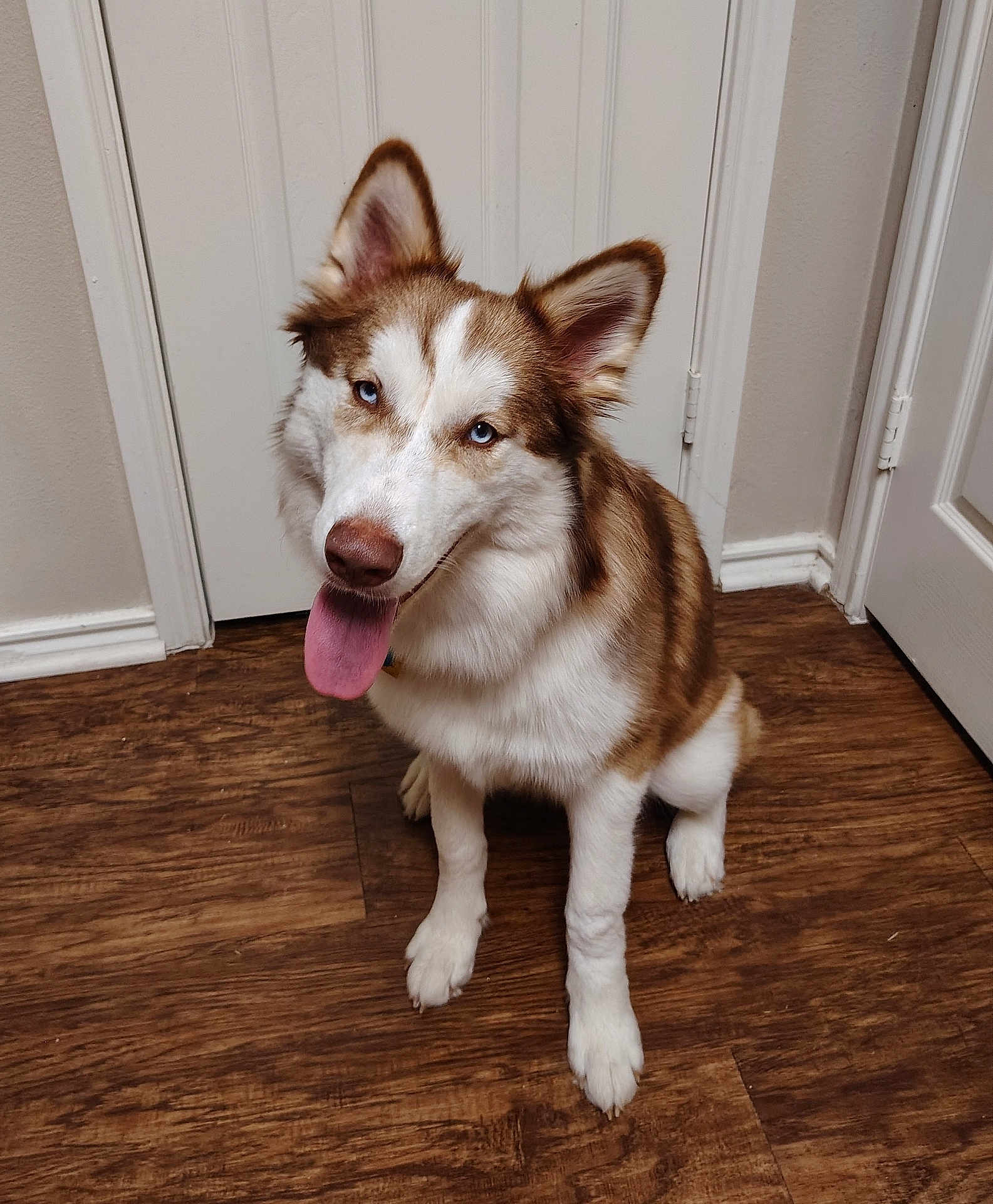 Nirvana joined the competition — help win amazing prizes! dog, husky, siberian_husky, blue_eyes, tongue_out, fur, pet, indoor, wooden_floor, door, white_wall, collar, paws, ears, sitting, portrait, happy, canine, domestic_animal, floorboard