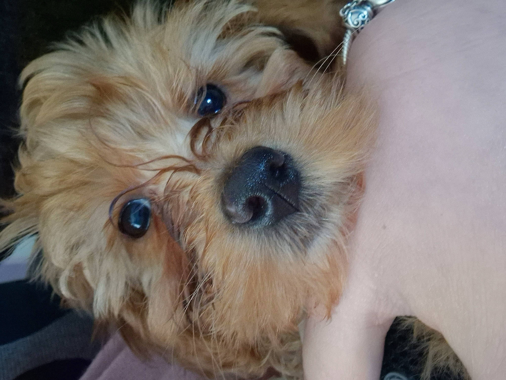 Bella is registered to the contest to win money with this photo: biewer_terrier, carnivore, companion_dog, dog, dog_breed, fawn, firefighter, fur, maltepoo, non_sporting_group, poodle_crossbreed, puppy_love, small_terrier, snout, sporting_group, terrestrial_animal, terrier, toy_dog, working_animal, yorkipoo