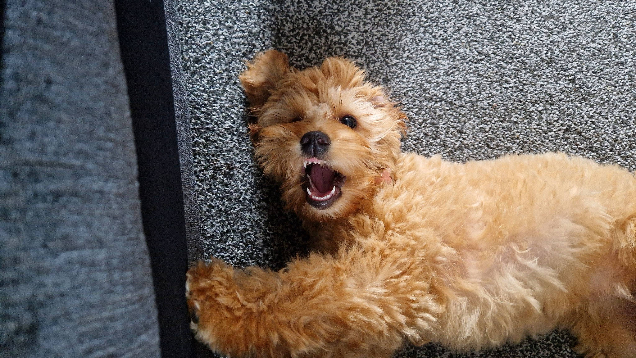 Bella is registered to the contest to win money with this photo: canidae, carnivore, companion_dog, dog, dog_breed, dog_supply, fawn, fur, maltepoo, non_sporting_group, poodle_crossbreed, puppy, small_terrier, snout, sporting_group, terrier, toy_dog, water_dog, working_animal, yorkipoo