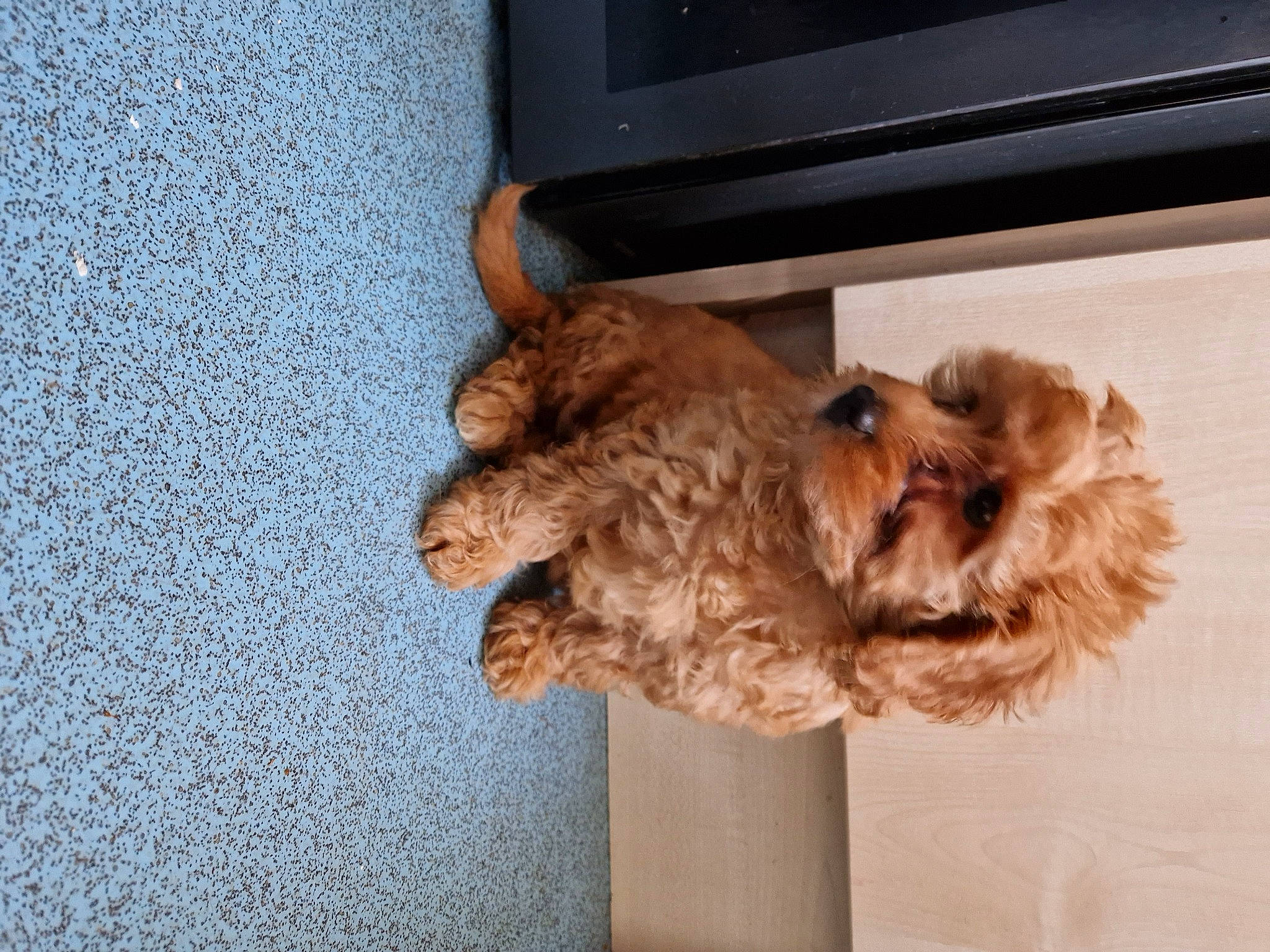 Bella is registered to the contest to win money with this photo: canidae, carnivore, claw, companion_dog, dog, dog_breed, fawn, felidae, fur, laptop, liver, paw, small_to_medium_sized_cats, snout, spaniel, sporting_group, tail, toy_dog, wood, working_animal