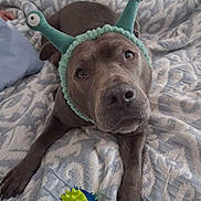Sapphire is registered to the contest to win money with this photo: animal, bed, blanket, brown_dog, close_up, cozy, curious, cute, dog, domestic, headband, indoor, looking_up, lying_down, patterned_bedspread, pet, playful, resting, soft_lighting, toy