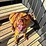 dog, brown_dog, stairs, concrete, sunlight, shadow, railing, happy, pet, canine, outdoor, leash, tongue, smile, paw, bright, daylight, looking_up, animal, playful