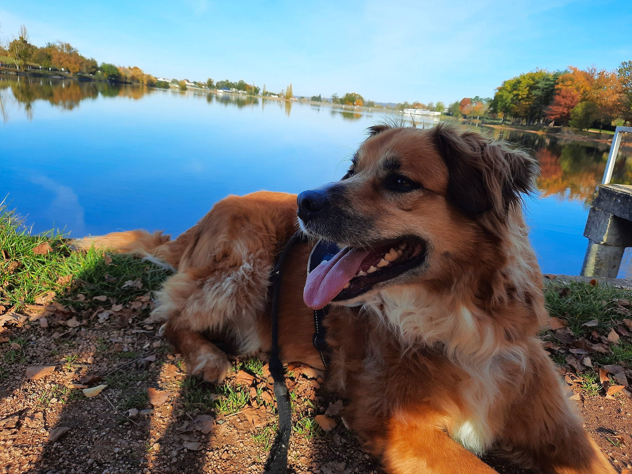 Nounours participe au concours pour gagner de l'argent avec cette photo : carnivore, companion_dog, dog, dog_breed, grass, guard_dog, gun_dog, lacustrine_plain, lake, lake_district, landscape, natural_landscape, plant, reservoir, sky, soil, sporting_group, tree, water, working_dog