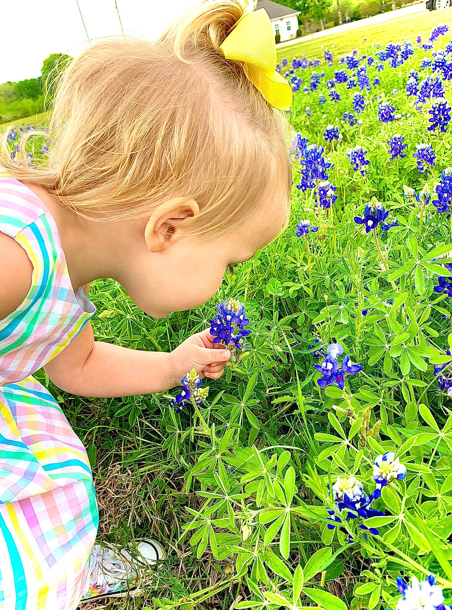Addy Kay joined the competition — help win amazing prizes! annual_plant, baby, baby_toddler_clothing, blue, botany, electric_blue, flower, flowering_plant, grass, grassland, green, groundcover, happy, herbaceous_plant, meadow, people_in_nature, person, petal, plant, shrub