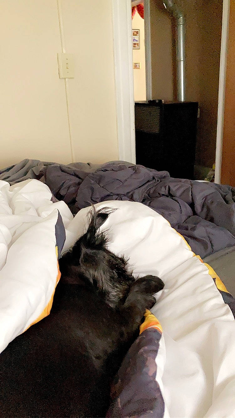 Dimple joined the competition — help win amazing prizes! bed, bed_sheet, bedding, bedroom, carnivore, comfort, companion_dog, couch, dog, dog_breed, door, duvet, felidae, flooring, fur, hardwood, linens, room, wood, working_animal