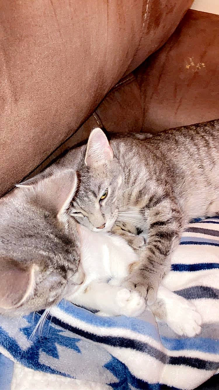 Duke And Delilah is registered to the contest to win money with this photo: carnivore, cat, cat_bed, claw, comfort, domestic_short_haired_cat, fawn, felidae, fur, grey, nap, pattern, paw, sitting, sleep, small_to_medium_sized_cats, tail, terrestrial_animal, whiskers