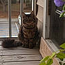 animal, cat, closeup, curious, door, feline, flowers, fur, greenery, house, nature, outdoor, peaceful, pet, plants, porch, sitting, sunlight, tabby_cat, wooden_floor