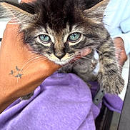 Glockiana is registered to the contest to win money with this photo: animal, blue_eyes, cat, close_up, cute, domestic_cat, feline, fluffy_fur, hand, holding, indoor, kitten, paw, person, pet, purple_blanket, striped_fur, tattoo, whiskers, white_clothing