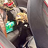 animal, black_seat, bottle, car_interior, cat, clutter, curious, domestic_cat, fabric, fur, jacket, litter_box, looking, pet, plastic_bottle, resting, seat, seatbelt, upside_down, window