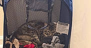 Glockiana is registered to the contest to win money with this photo: cat, clothes, container, corner, cozy, domestic_animal, fabric, feline, floor, household, indoor, laundry_hamper, mesh, pet, quiet, relaxed, resting, tabby, wall, wooden_floor