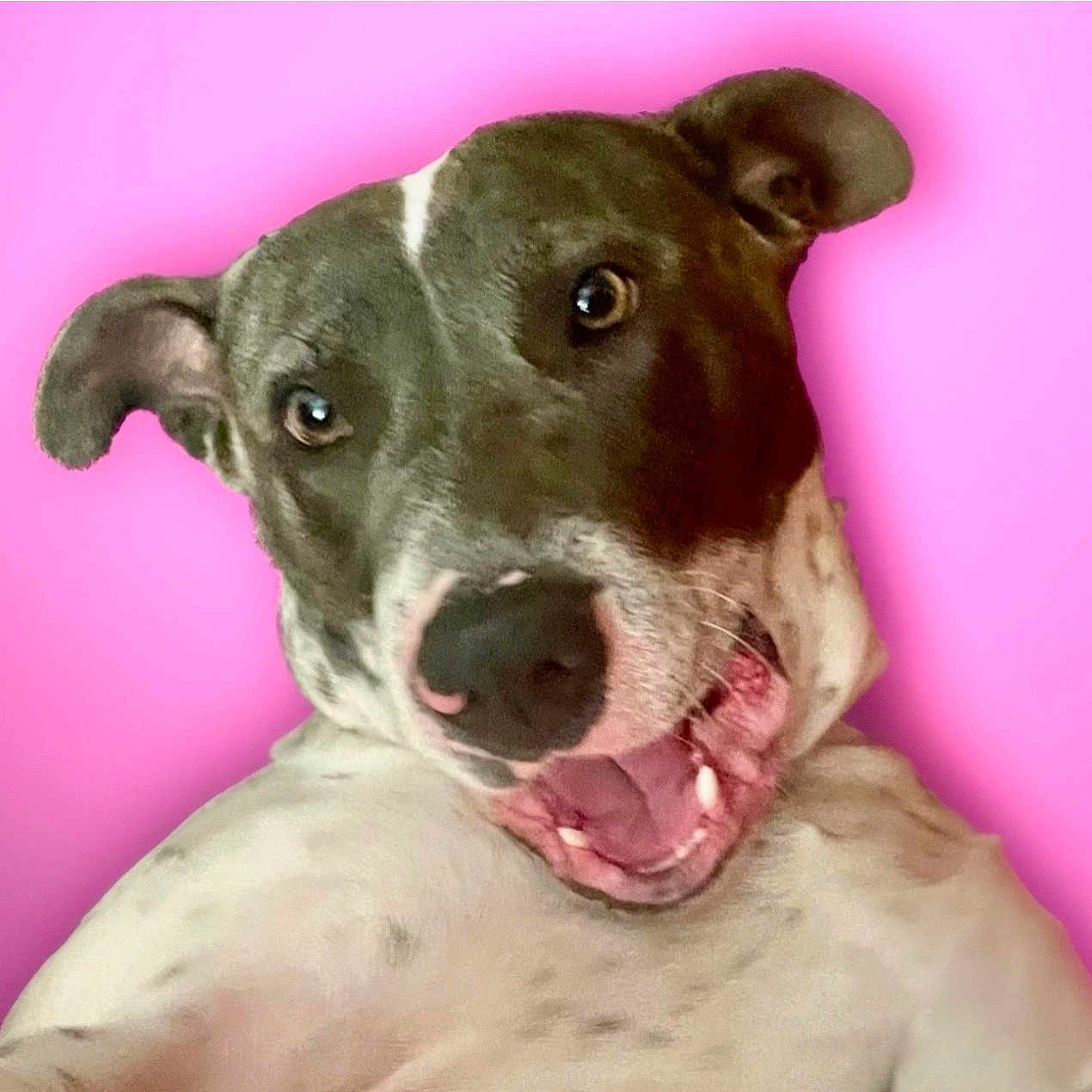 Stella Bella