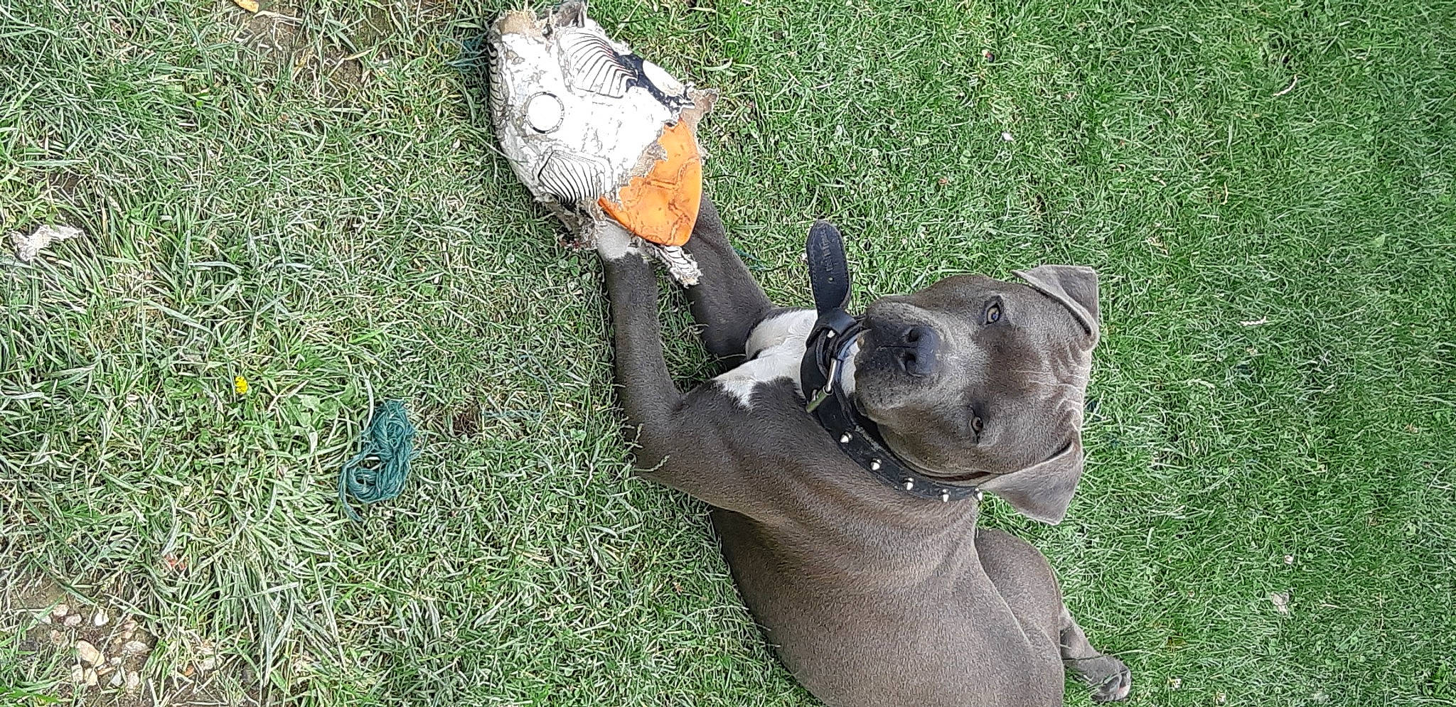 Odin participe au concours pour gagner de l'argent avec cette photo : american_pit_bull_terrier, american_staffordshire_terrier, boerboel, boston_terrier, boxer, canidae, carnivore, dog, dog_breed, fawn, grass, non_sporting_group, snout, sporting_group