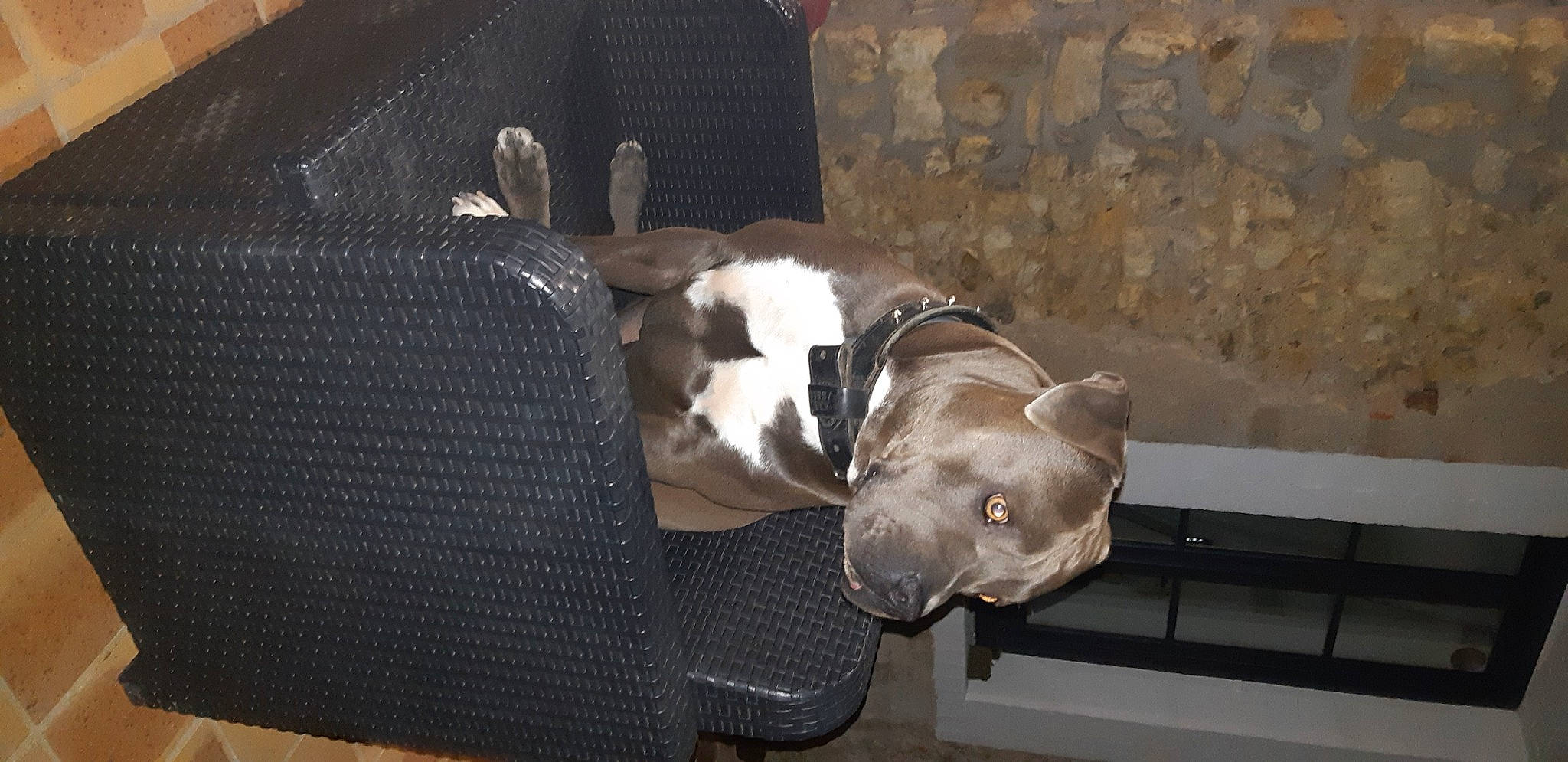 Odin participe au concours pour gagner de l'argent avec cette photo : american_pit_bull_terrier, american_staffordshire_terrier, canidae, carnivore, dog, dog_breed, fawn, non_sporting_group, pit_bull, snout, sporting_group, staffordshire_bull_terrier