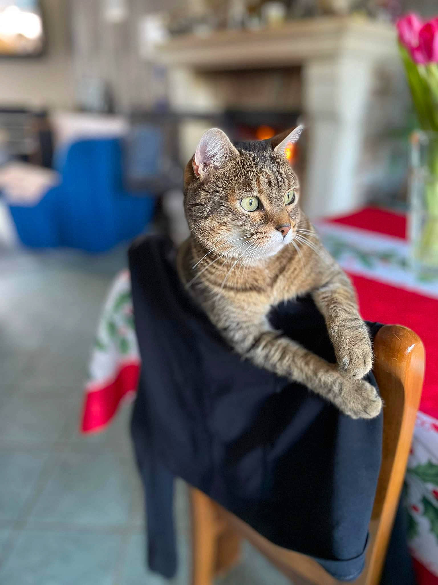 Miou Miou participe au concours pour gagner de l'argent avec cette photo : art, carnivore, cat, claw, domestic_short_haired_cat, felidae, fur, grey, plant, sitting, small_to_medium_sized_cats, snout, tail, tree, vertebrate, whiskers, wildlife