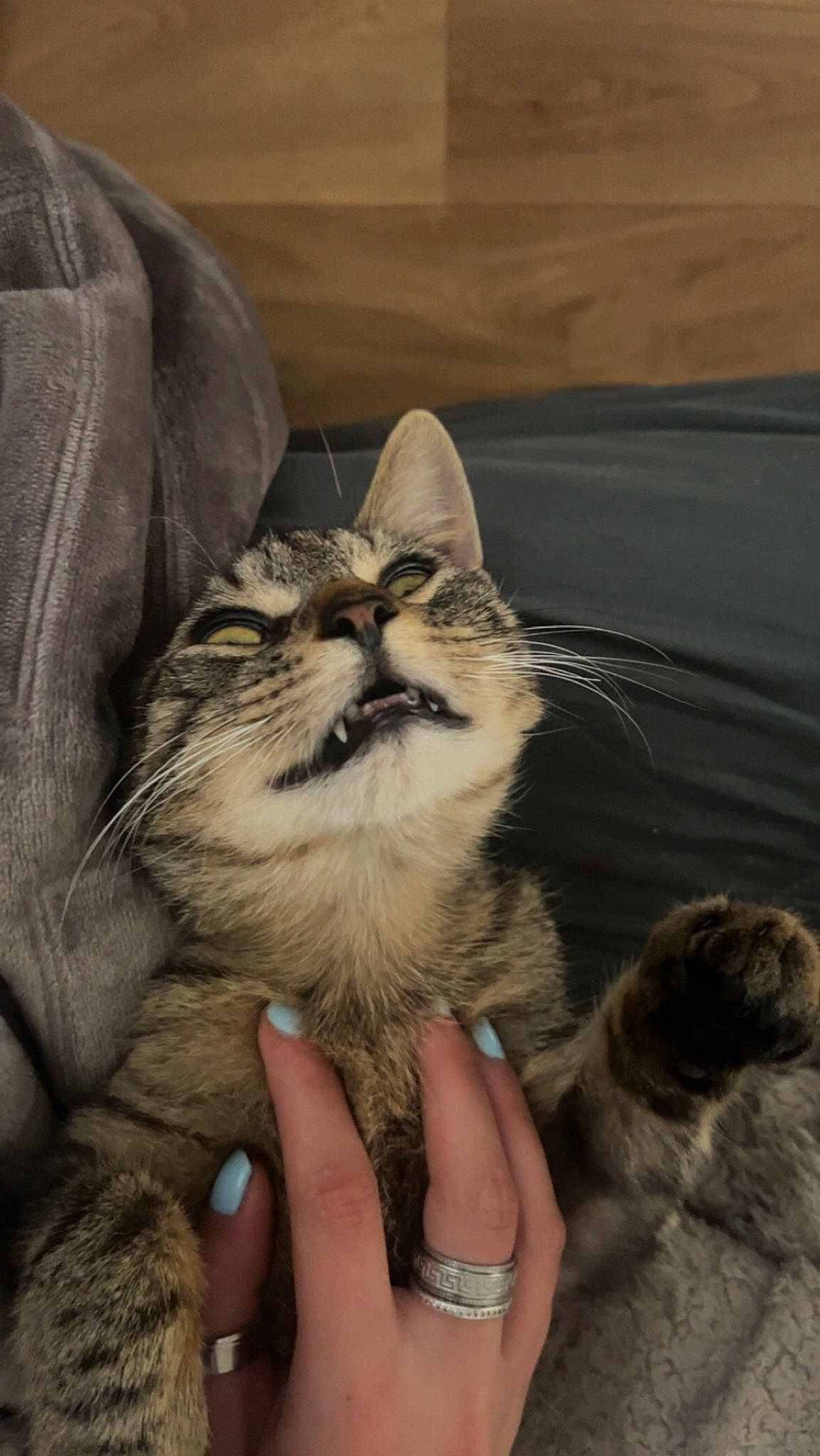 Tabaki a rejoint le concours — aidez-le/la à gagner de superbes lots ! carnivore, cat, comfort, domestic_short_haired_cat, fawn, felidae, fur, gesture, nail, paw, small_to_medium_sized_cats, snout, thumb, whiskers