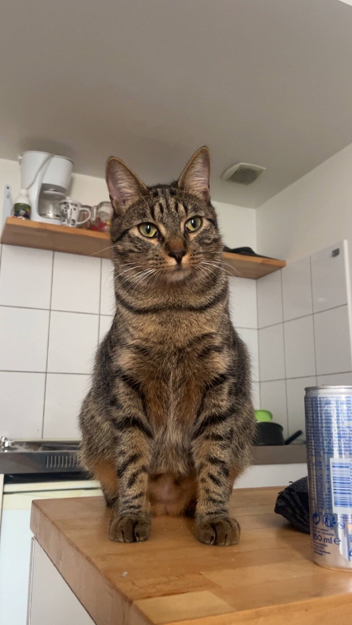 Tabaki a rejoint le concours — aidez-le/la à gagner de superbes lots ! carnivore, cat, domestic_short_haired_cat, felidae, flooring, fur, paw, sitting, small_to_medium_sized_cats, snout, table, tail, terrestrial_animal, tin_can, whiskers