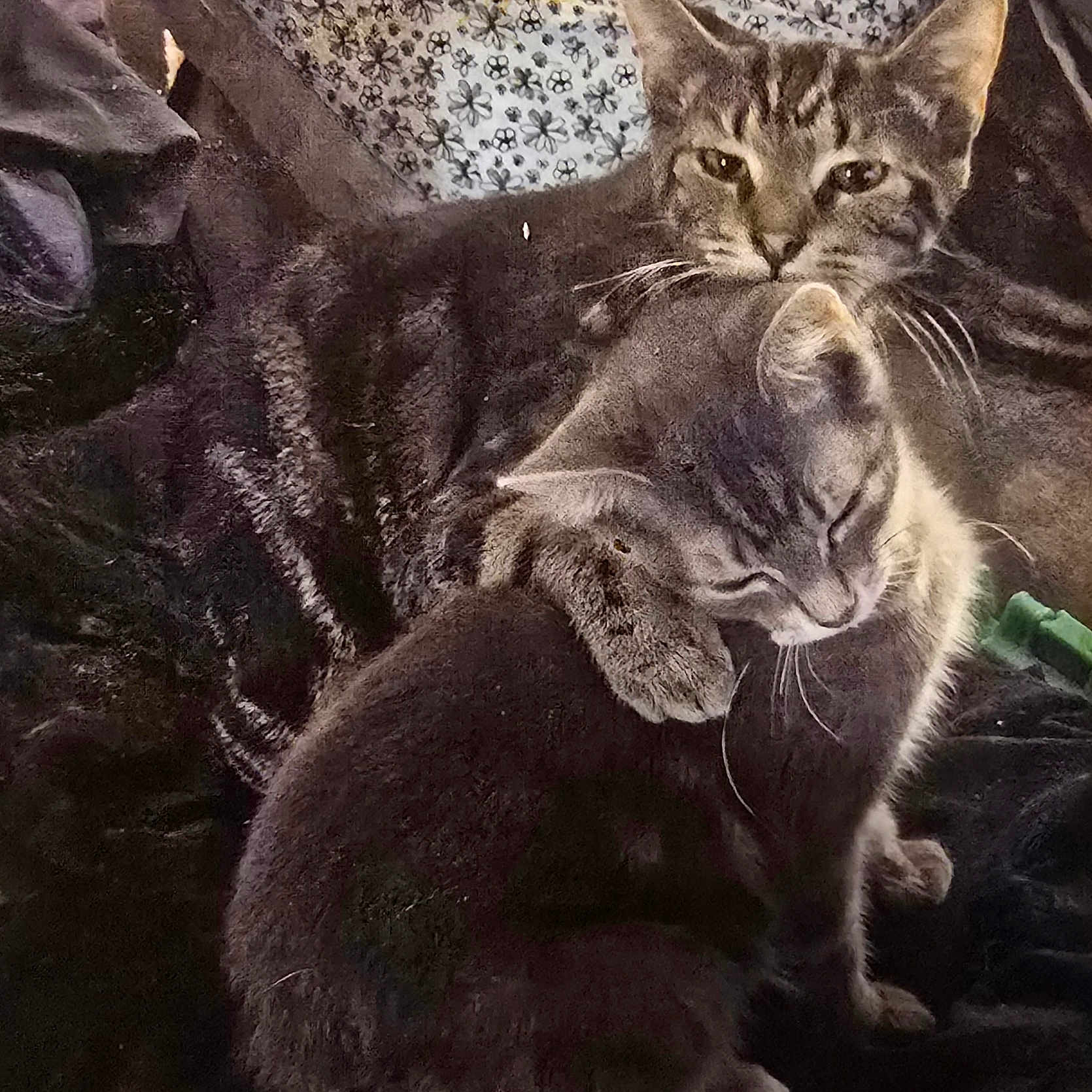 Wildman is registered to the contest to win money with this photo: affection, animal, blanket, cat, comfort, companion, cozy, cute, domestic_animal, ears, feline, friendship, fur, hugging, indoor, pet, resting, tabby_cat, two_animals, whiskers