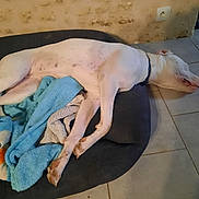 Aika a rejoint le concours — aidez-le/la à gagner de superbes lots ! animal, bed, blanket, blue_blanket, canine, collar, cozy, dog, floor, indoor, paw, penguin_blanket, pet, relaxed, resting, sleeping, snout, tile_floor, wall, white_dog