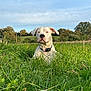 dog, white_dog, grass, field, dandelion, nature, outdoor, sky, clouds, trees, collar, pet, animal, canine, meadow, greenery, summer, peaceful, landscape, flora