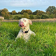 Aika participe au concours pour gagner de l'argent avec cette photo : dog, white_dog, grass, field, nature, outdoor, tongue, rural, trees, collar, pet, animal, greenery, sky, daylight, happy, playful, canine, tongue_out, summer
