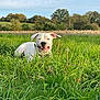 dog, white_dog, grass, field, outdoor, nature, greenery, happy, pet, canine, animal, ears, collar, smiling, landscape, trees, sky, daytime, park, playful