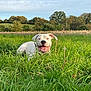 dog, white_dog, grass, field, outdoor, nature, happy, smiling, pet, animal, canine, greenery, sunlight, sky, clouds, trees, landscape, playful, summer, daytime