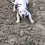dog, white_dog, beach, sand, leash, pet, animal, outdoor, playful, canine, lying, harness, texture, nature, daytime, mammal, closeup, front_view, animal_portrait, ground