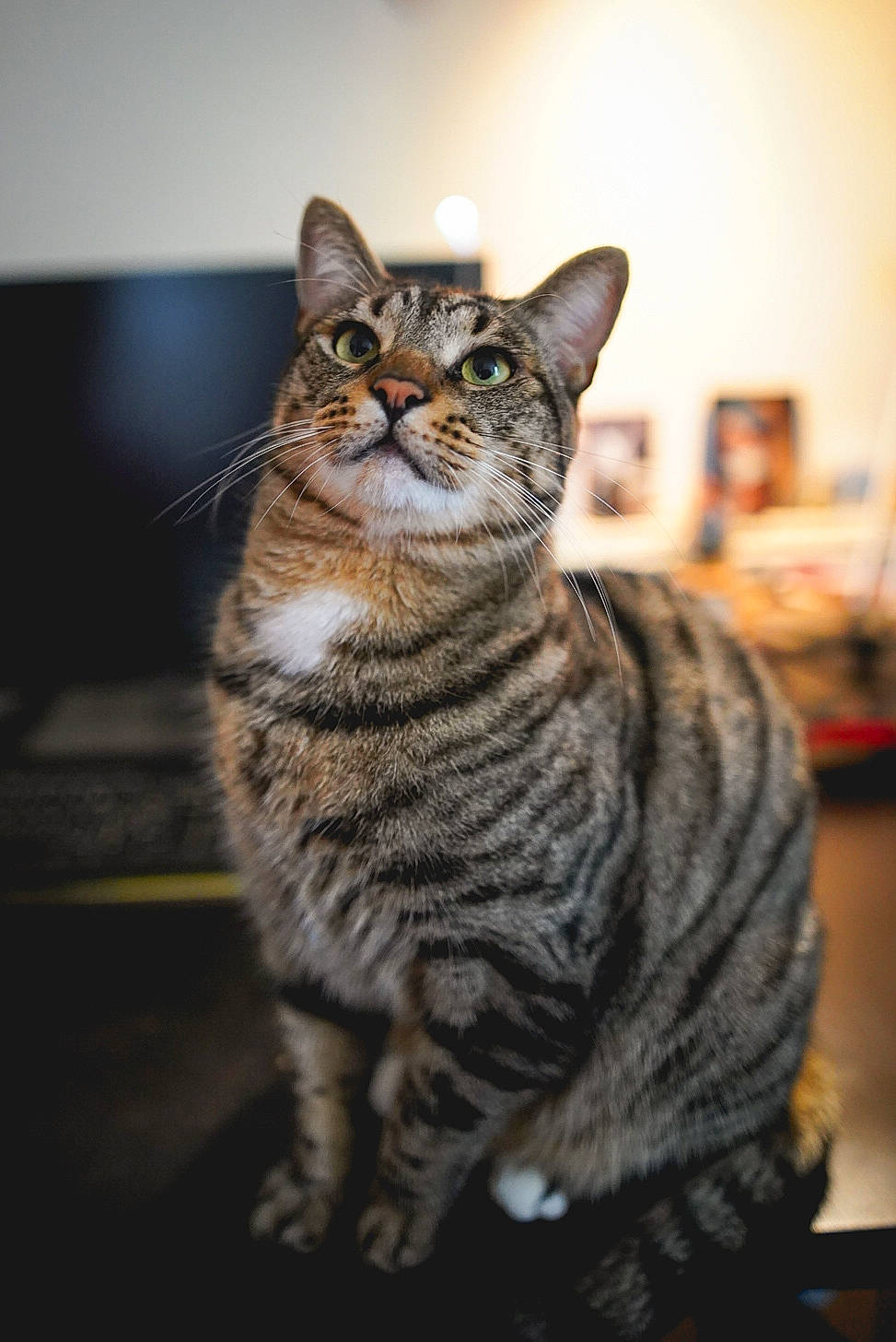 George participe au concours pour gagner de l'argent avec cette photo : art, carnivore, cat, darkness, domestic_short_haired_cat, felidae, fur, sitting, sky, small_to_medium_sized_cats, snout, tail, terrestrial_animal, whiskers, wildlife, wood