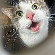 Nova is registered to the contest to win money with this photo: animal, cat, close_up, curious, cute, expression, face, feline, fur, green_eyes, indoor, mammal, open_mouth, pet, pink_nose, portrait, soft_focus, surprised, teeth, whiskers