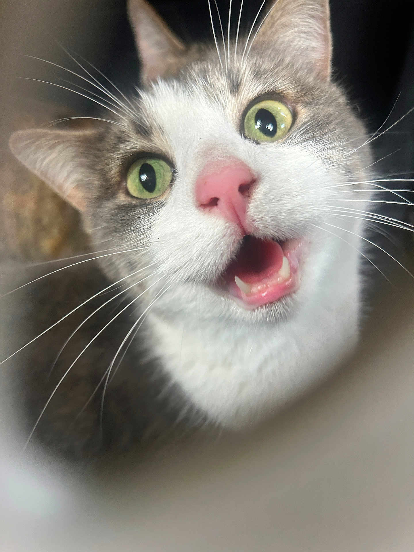Nova