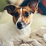 dog, jack_russell_terrier, pet, portrait, close_up, brown_and_white, short_hair, ears, big_eyes, nose, whiskers, blanket, cozy, indoor, bokeh, soft_texture, couch, looking_at_camera, attentive, companion