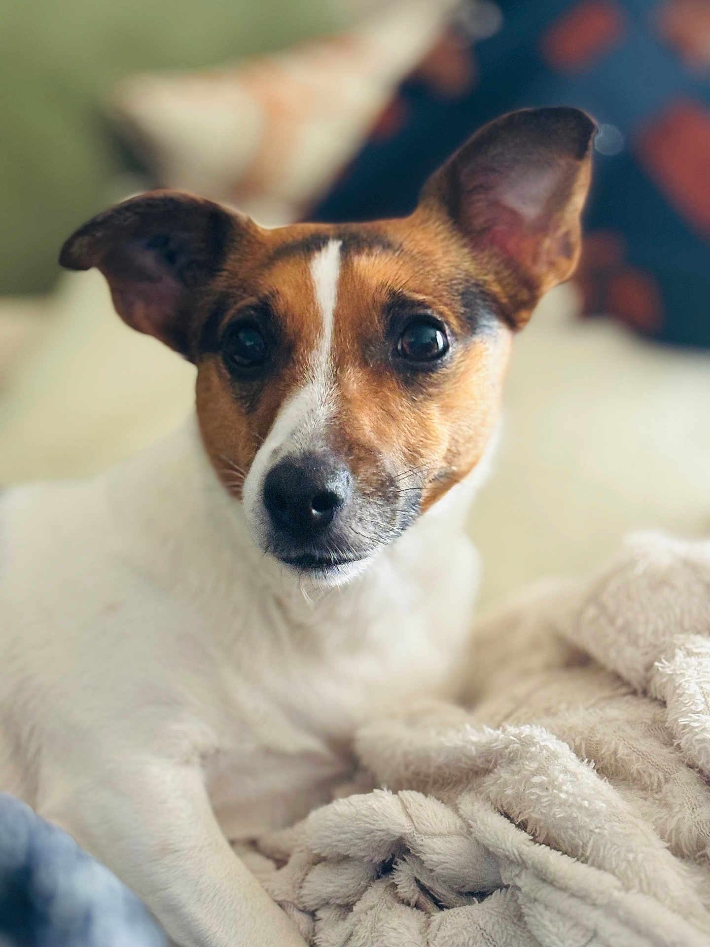 Olly participe au concours pour gagner de l'argent avec cette photo : dog, jack_russell_terrier, pet, portrait, close_up, brown_and_white, short_hair, ears, big_eyes, nose, whiskers, blanket, cozy, indoor, bokeh, soft_texture, couch, looking_at_camera, attentive, companion