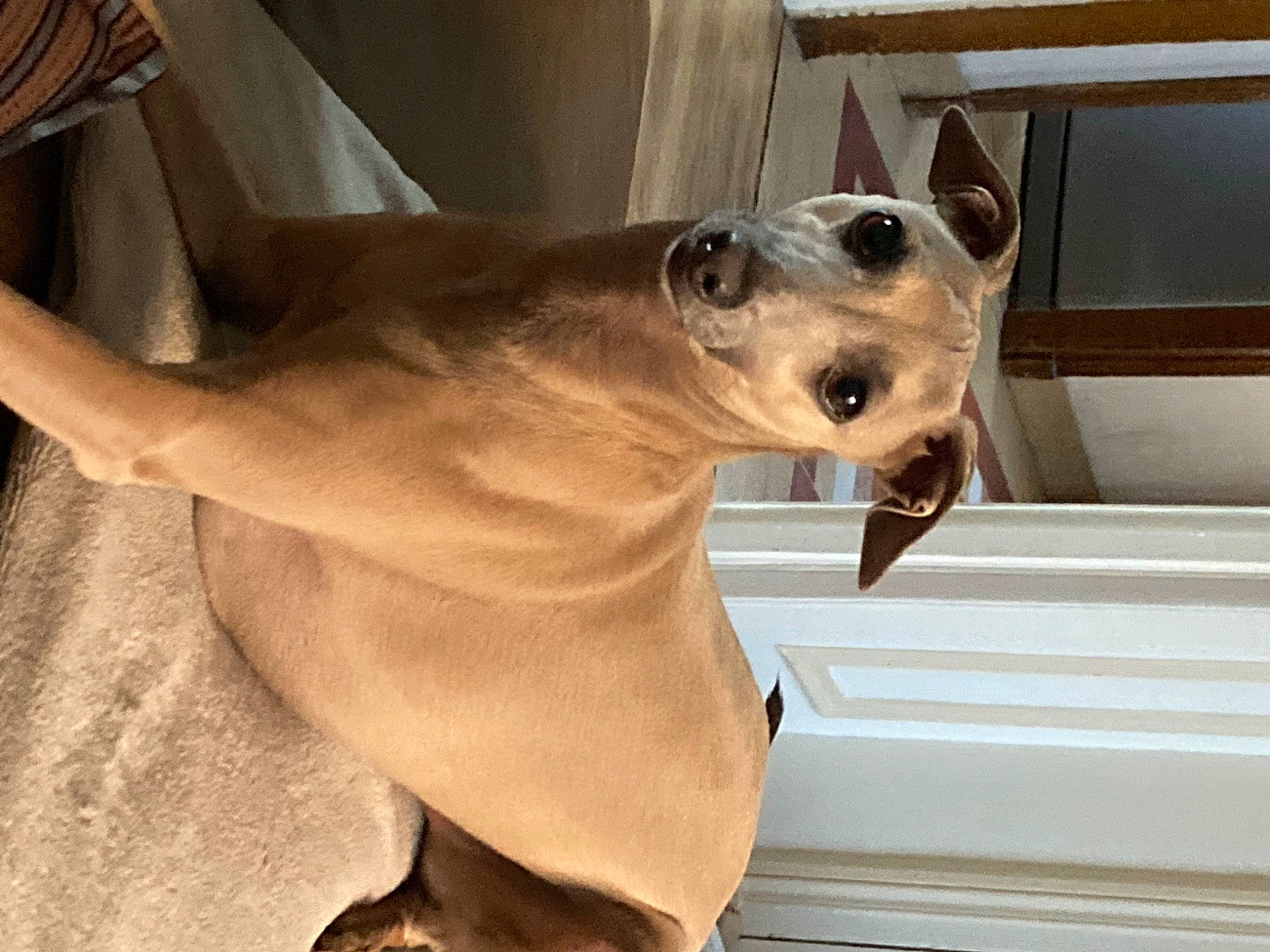 Obadde participe au concours pour gagner de l'argent avec cette photo : carnivore, collar, companion_dog, composite_material, dog, dog_breed, dog_collar, ear, fawn, jaw, liver, metal, non_sporting_group, pet_supply, snout, sporting_group, terrestrial_animal, window, wood, working_animal