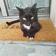 Clochon participe au concours pour gagner de l'argent avec cette photo : cat, black_cat, white_paws, yellow_eyes, doormat, outdoor, glass_door, curious, pet, animal, feline, whiskers, paws, relaxed, home_entrance, concrete_floor, doorstep, fur, domestic_cat, resting