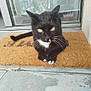 cat, black_cat, white_paws, yellow_eyes, doormat, outdoor, glass_door, curious, pet, animal, feline, whiskers, paws, relaxed, home_entrance, concrete_floor, doorstep, fur, domestic_cat, resting