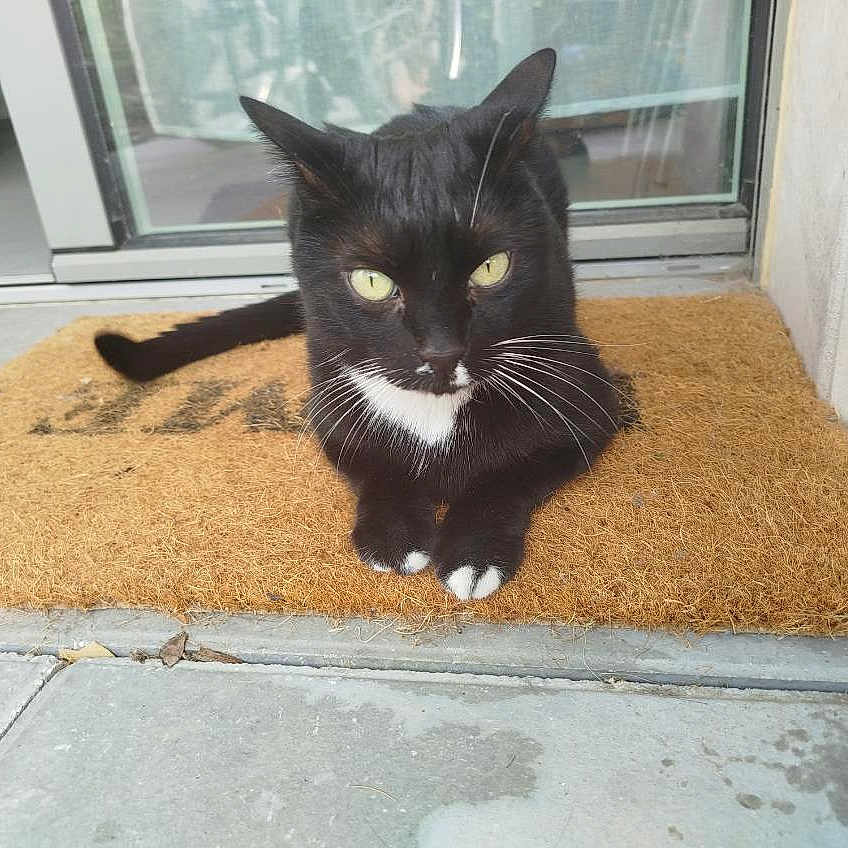Clochon participe au concours pour gagner de l'argent avec cette photo : animal, black_cat, cat, concrete_floor, curious, domestic_cat, doormat, doorstep, feline, fur, glass_door, home_entrance, outdoor, paws, pet, relaxed, resting, whiskers, white_paws, yellow_eyes