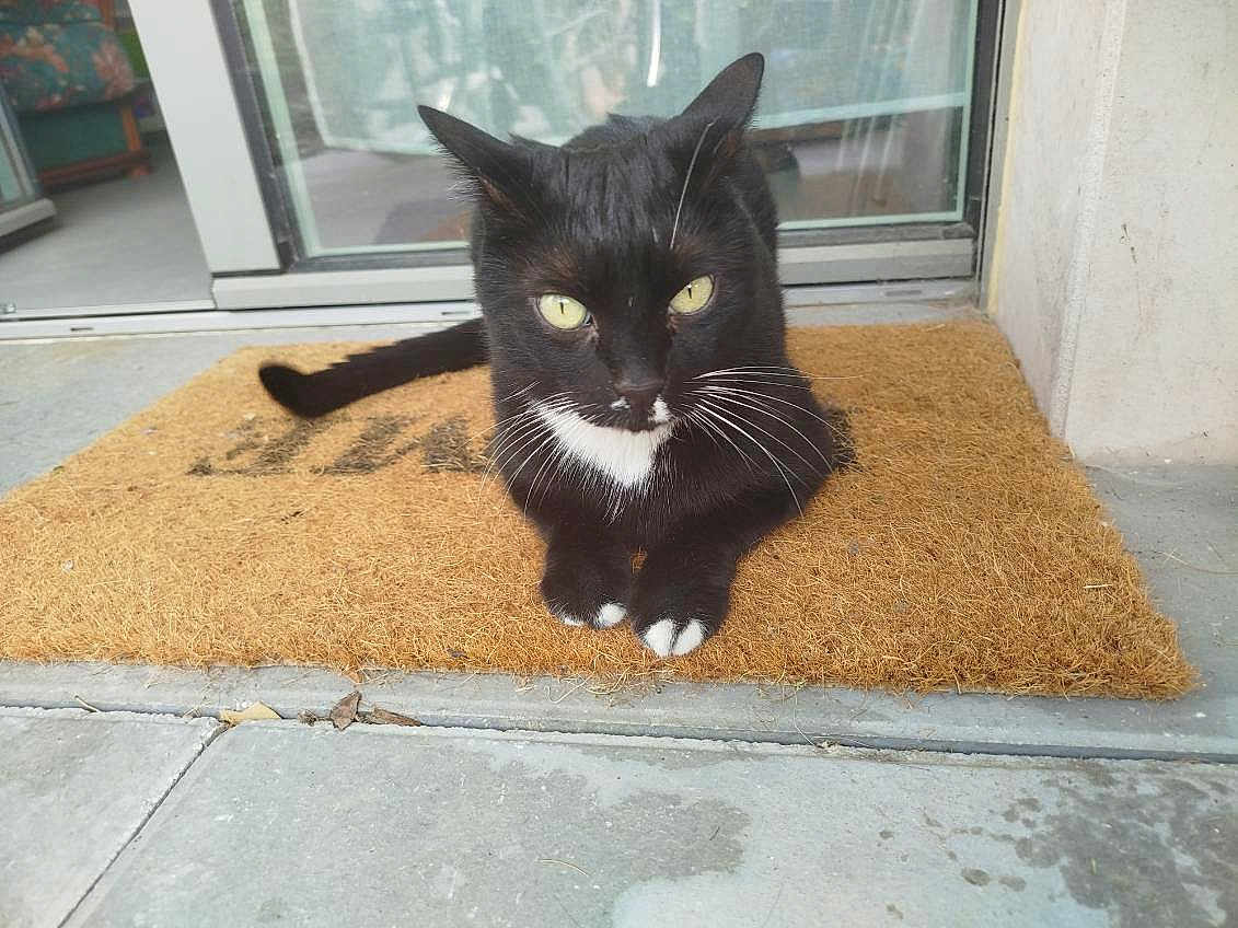 Clochon participe au concours pour gagner de l'argent avec cette photo : cat, black_cat, white_paws, yellow_eyes, doormat, outdoor, glass_door, curious, pet, animal, feline, whiskers, paws, relaxed, home_entrance, concrete_floor, doorstep, fur, domestic_cat, resting
